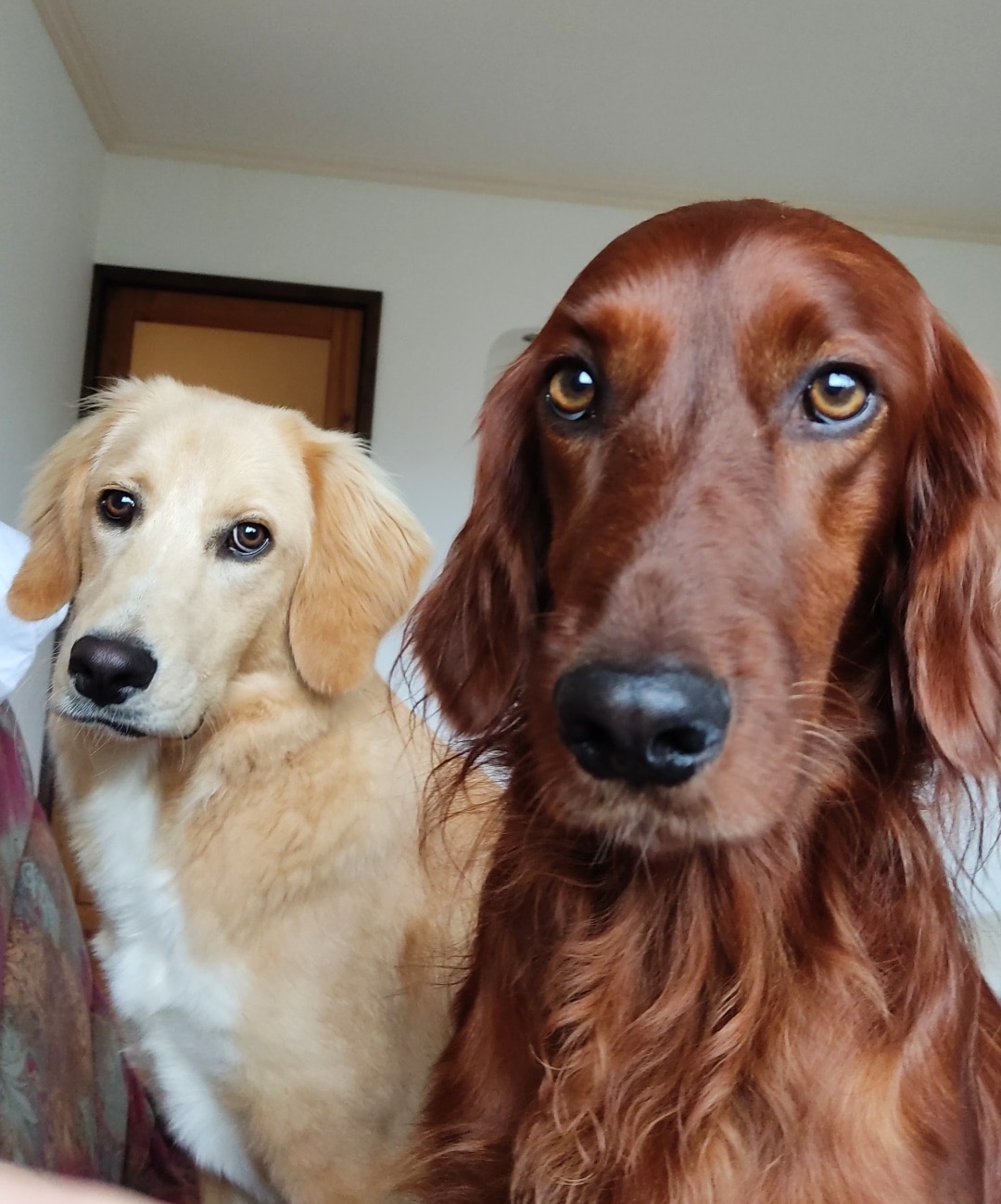 Sala de casa à noite, com o cão no tapete e sushi na mesa